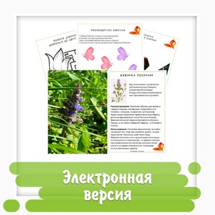 Рабочая тетрадь «Знакомство с первоцветами средней полосы России» (33 страницы) + настольная игра