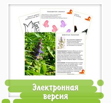 Рабочая тетрадь "Знакомство с первоцветами средней полосы России" (33 страницы) + настольная игра